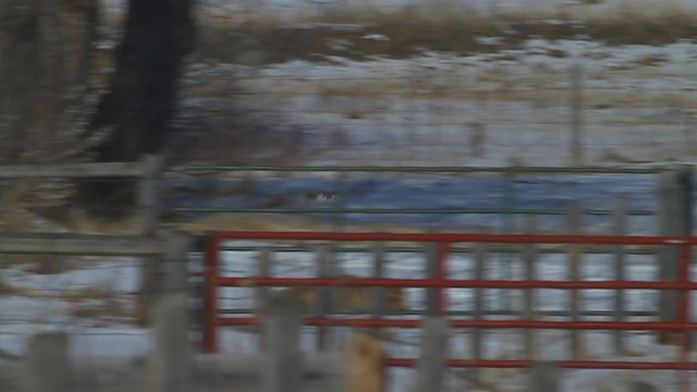 Gyrfalcon - ML217000291