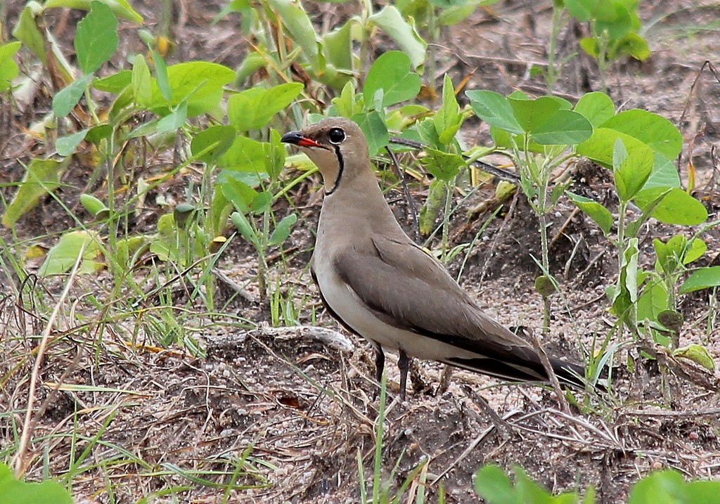 Rotflügel-Brachschwalbe - ML217000331