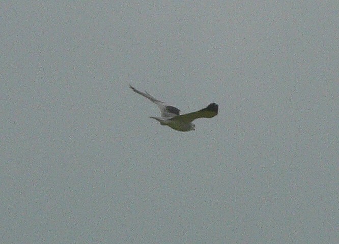 Black-winged Kite (African) - Tony King