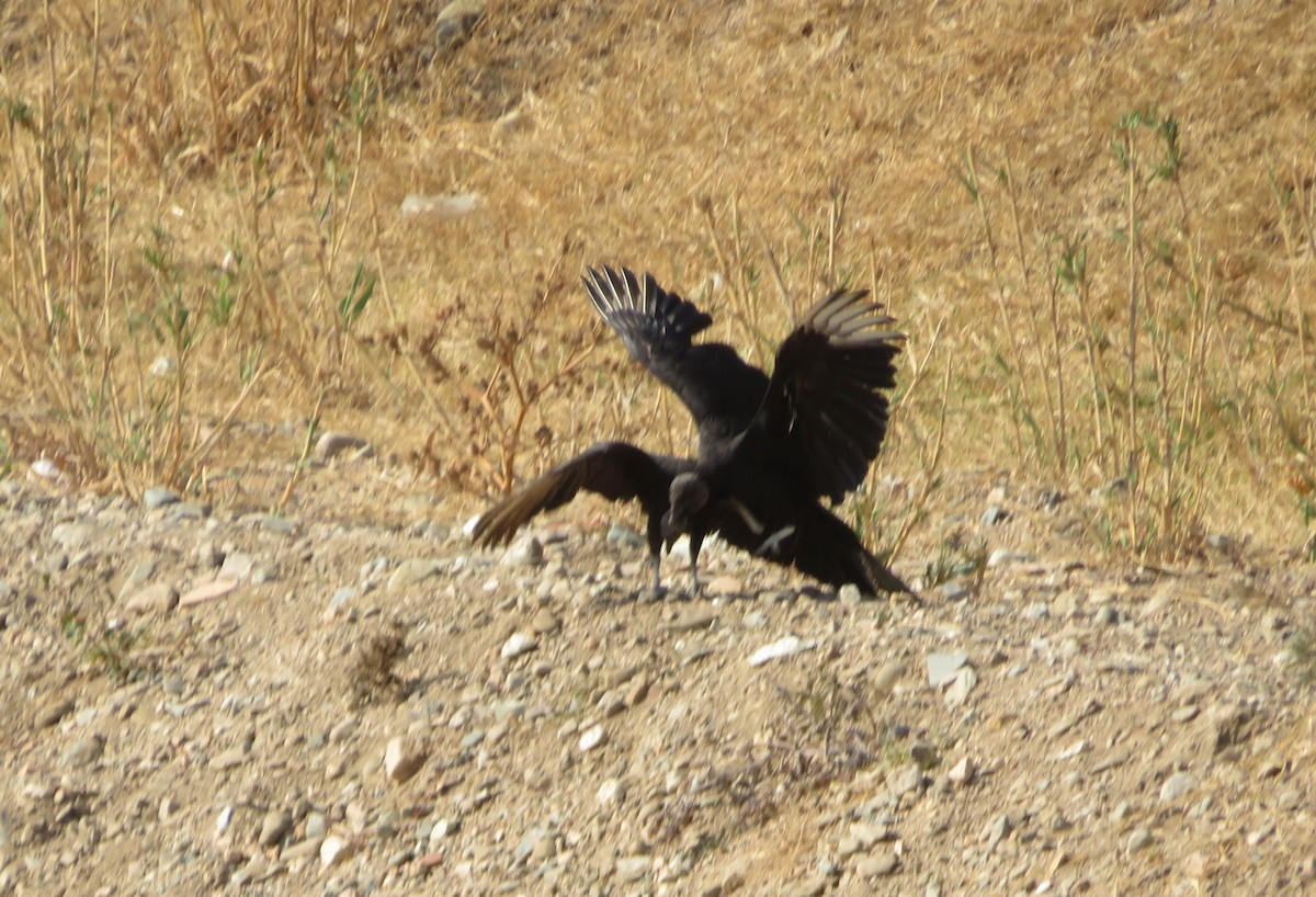 Black Vulture - ML217002171