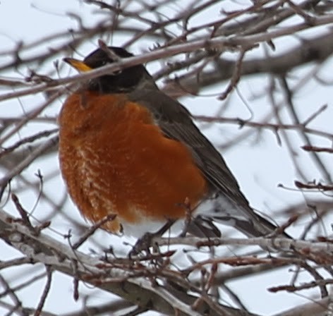 American Robin - sicloot