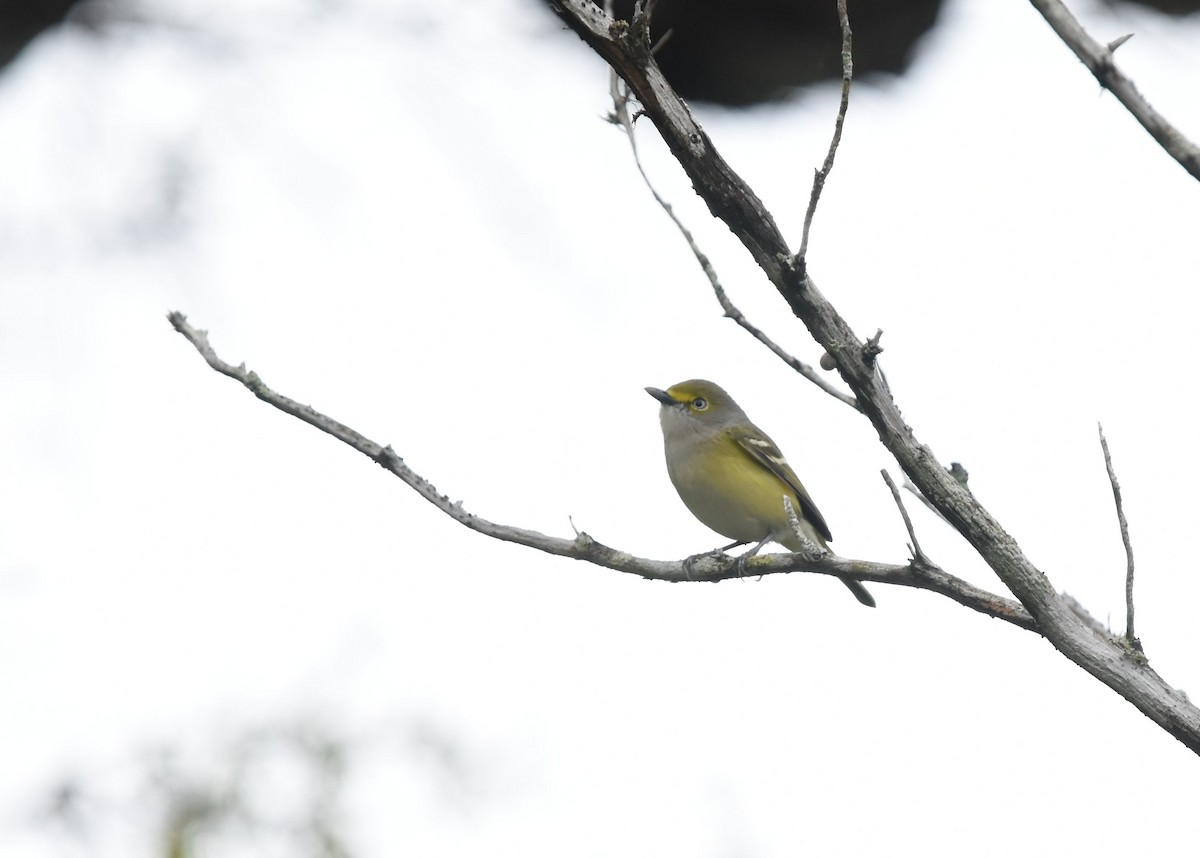 Vireo Ojiblanco - ML217002801