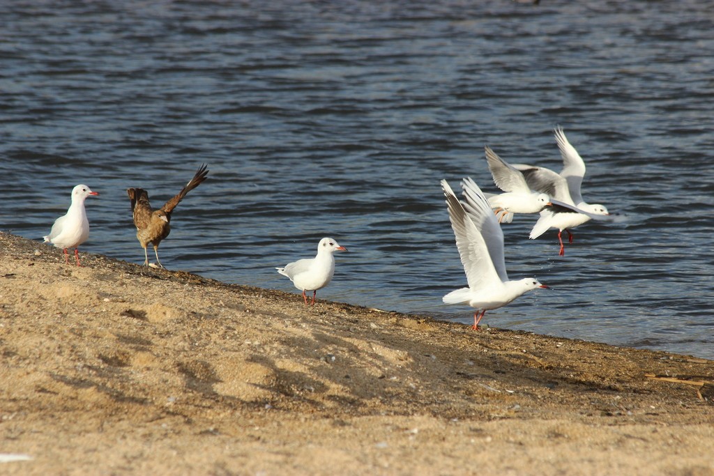 Brown-hooded Gull - ML217007331