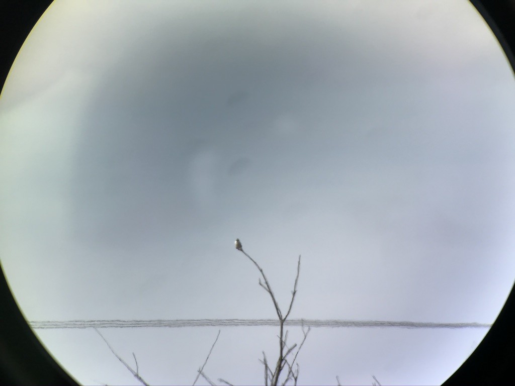 Northern Shrike - ML217009381