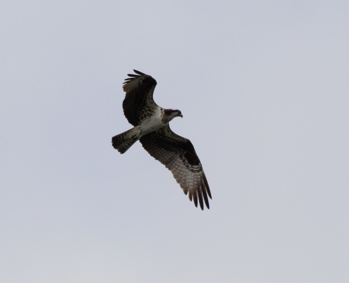 Osprey - ML217010691