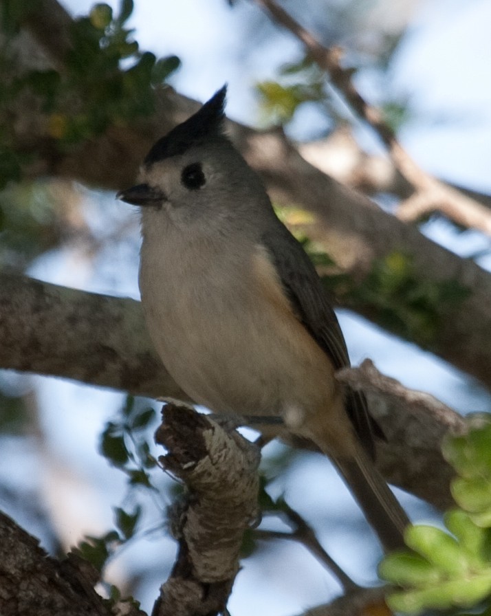 Black-crested Titmouse - ML217012271