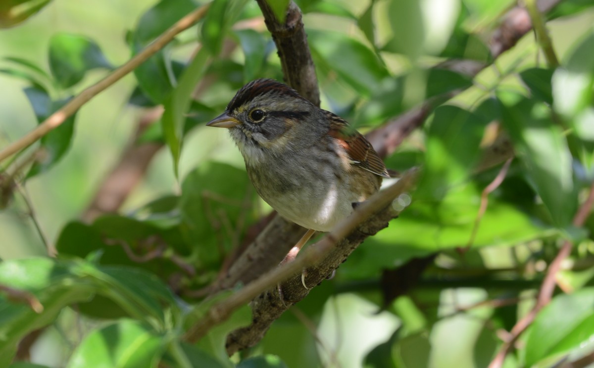 Swamp Sparrow - ML217012281