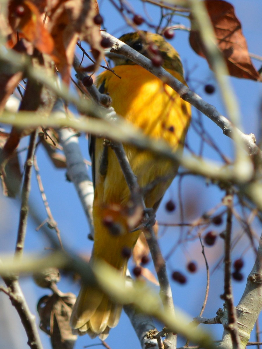 Baltimore Oriole - ML21701341