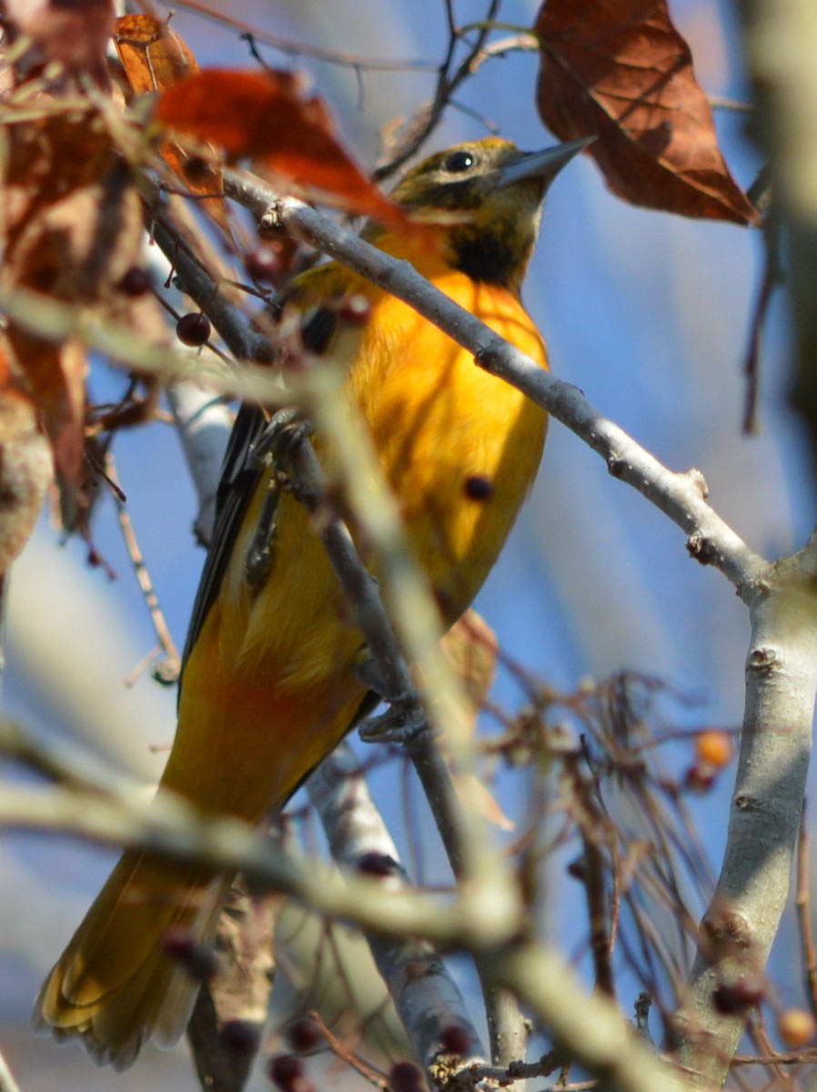Baltimore Oriole - ML21701351