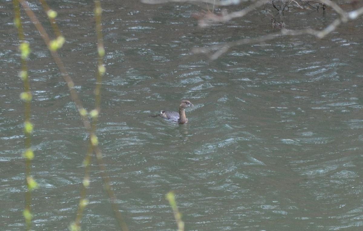 Pied-billed Grebe - ML217013681