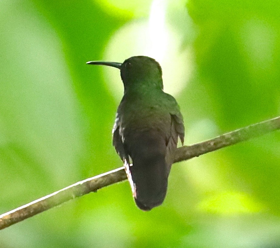 kolibřík křivozobý - ML217015891