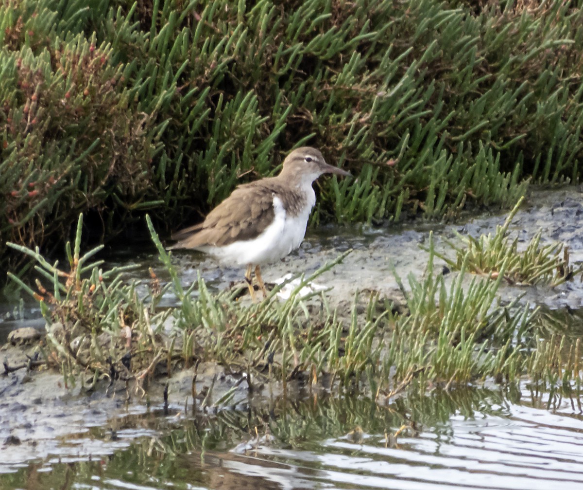 Spotted Sandpiper - Norman Pillsbury