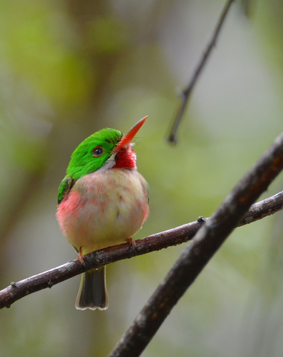 Broad-billed Tody - ML217019101