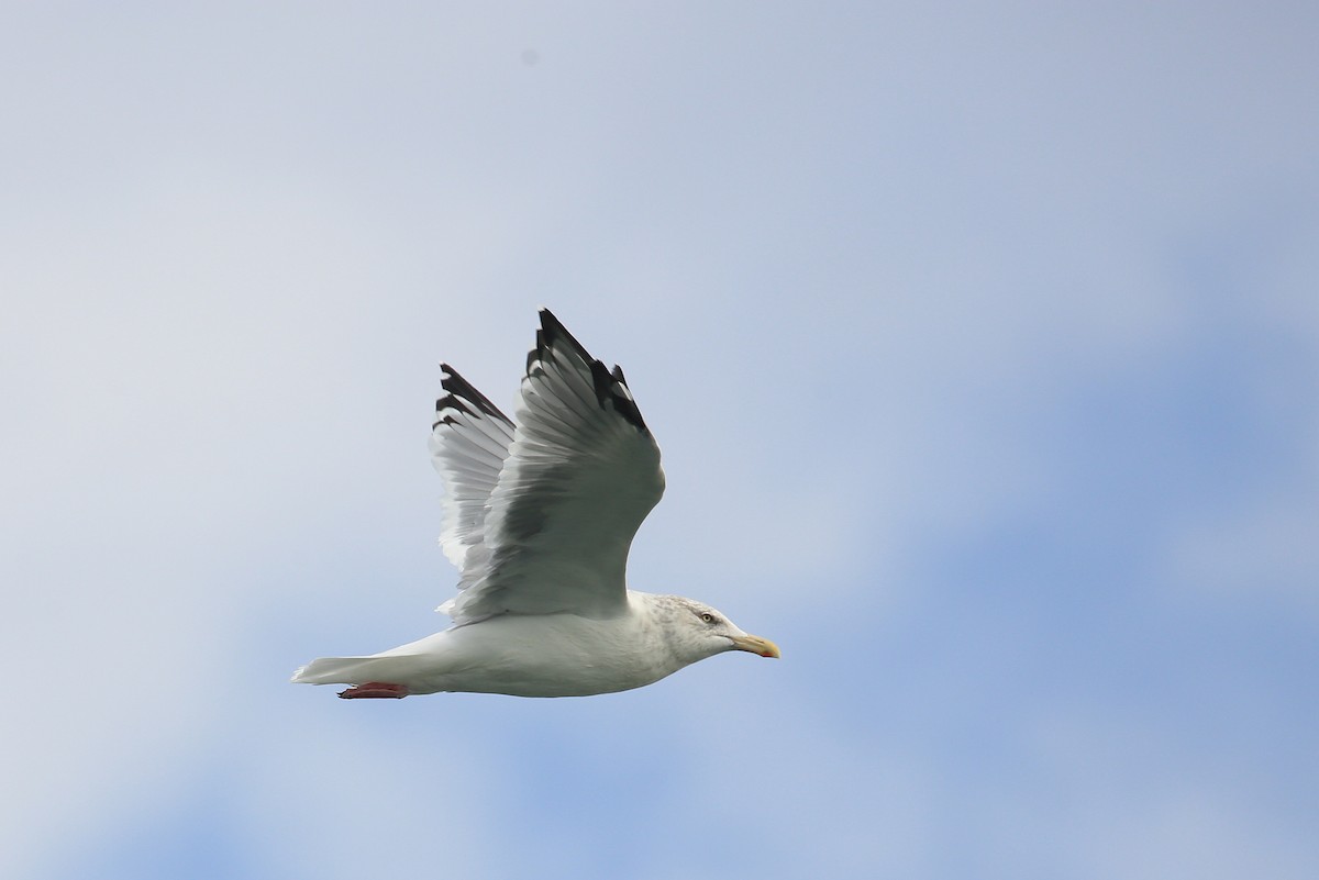 Gaviota Argéntea (americana) - ML21701921