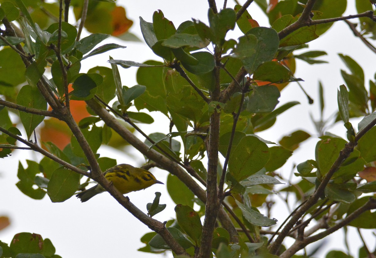 Prairie Warbler - ML217019471