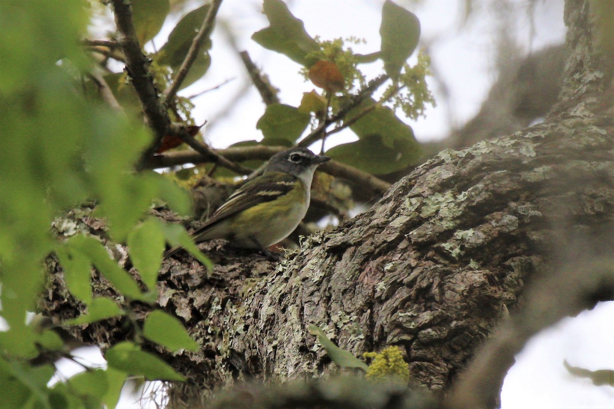 Vireo Solitario - ML217019581