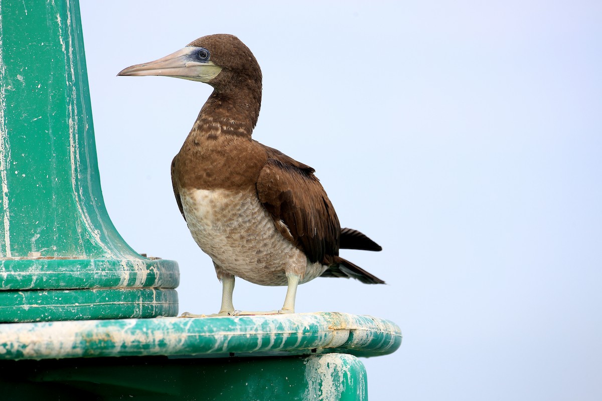 Brown Booby - ML21701971