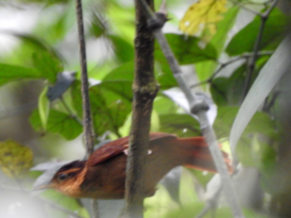 Fawn-throated Foliage-gleaner (Mexican) - ML217020531