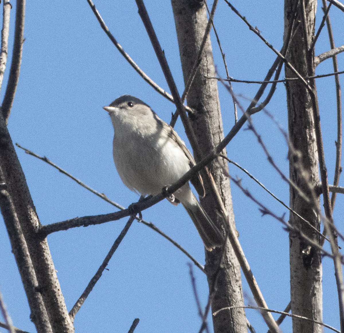 Bell's Vireo - Terry  Hurst