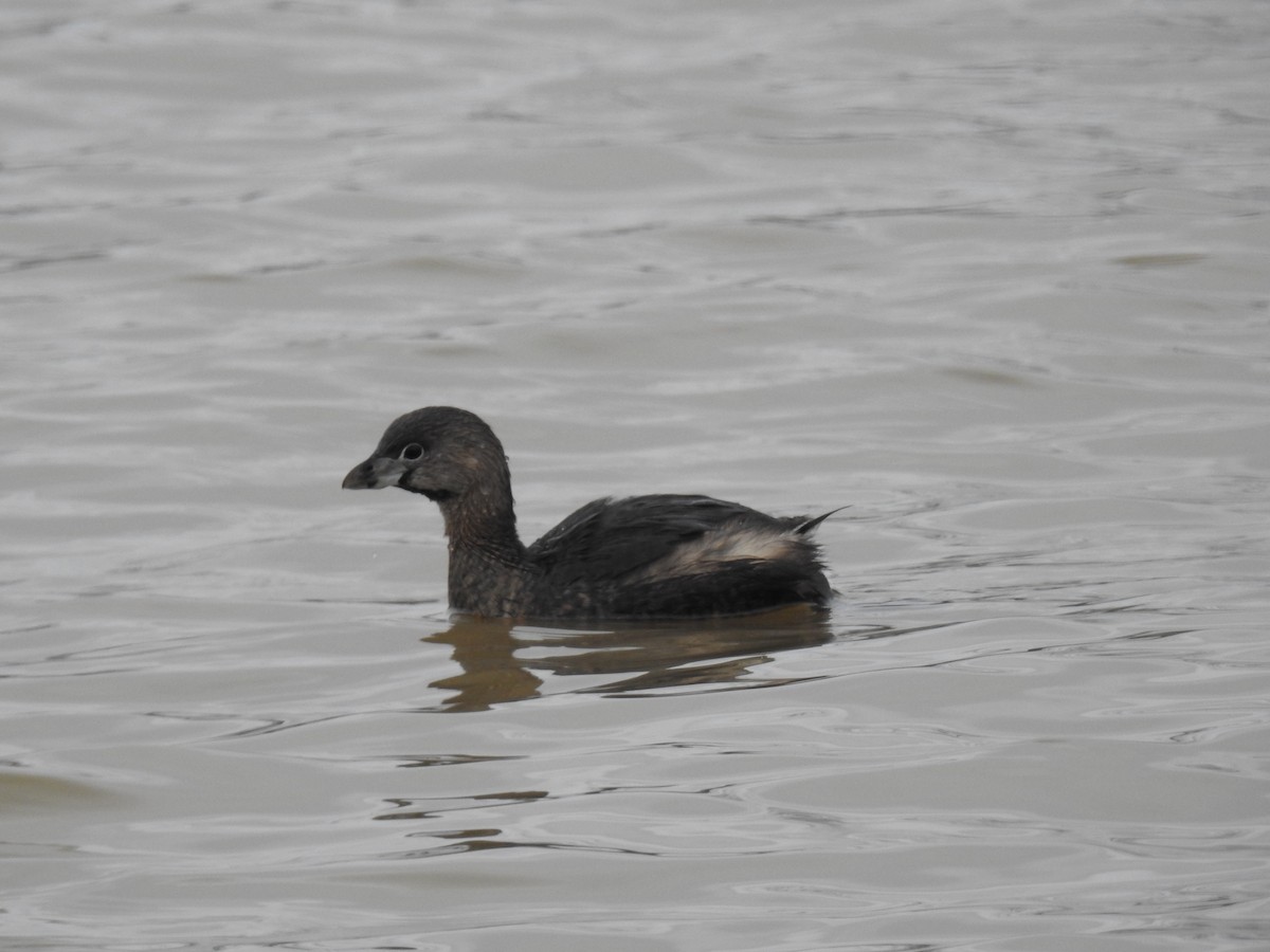Pied-billed Grebe - ML217023911