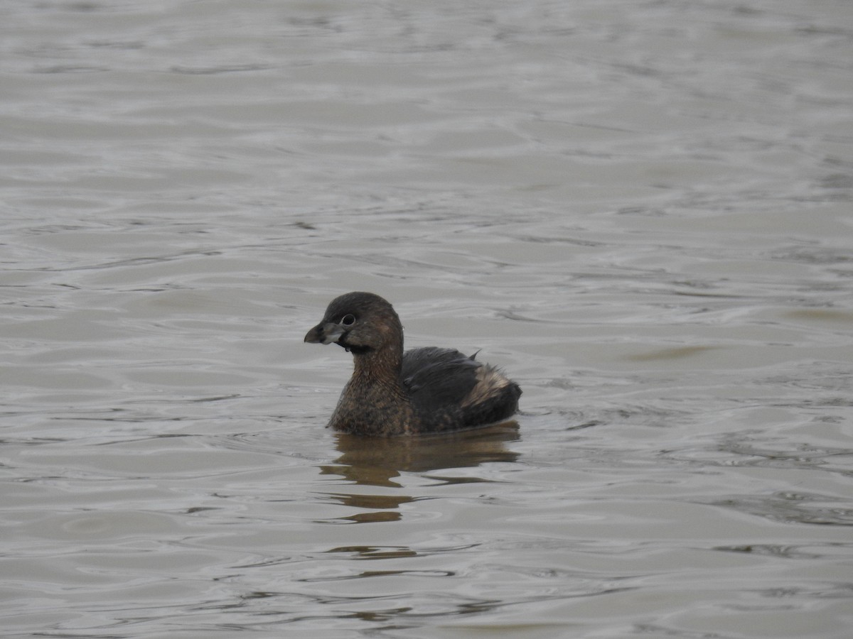 Pied-billed Grebe - ML217023921