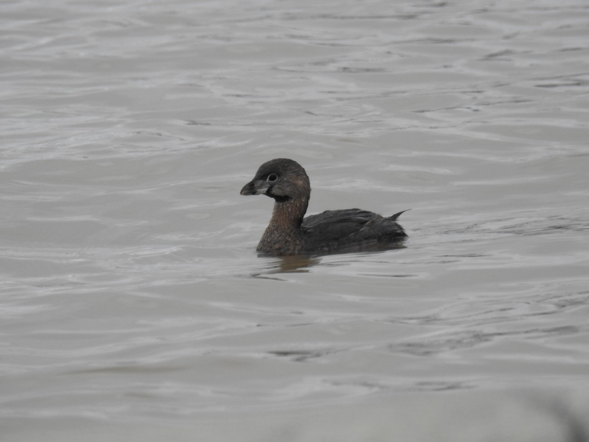 Pied-billed Grebe - ML217023931