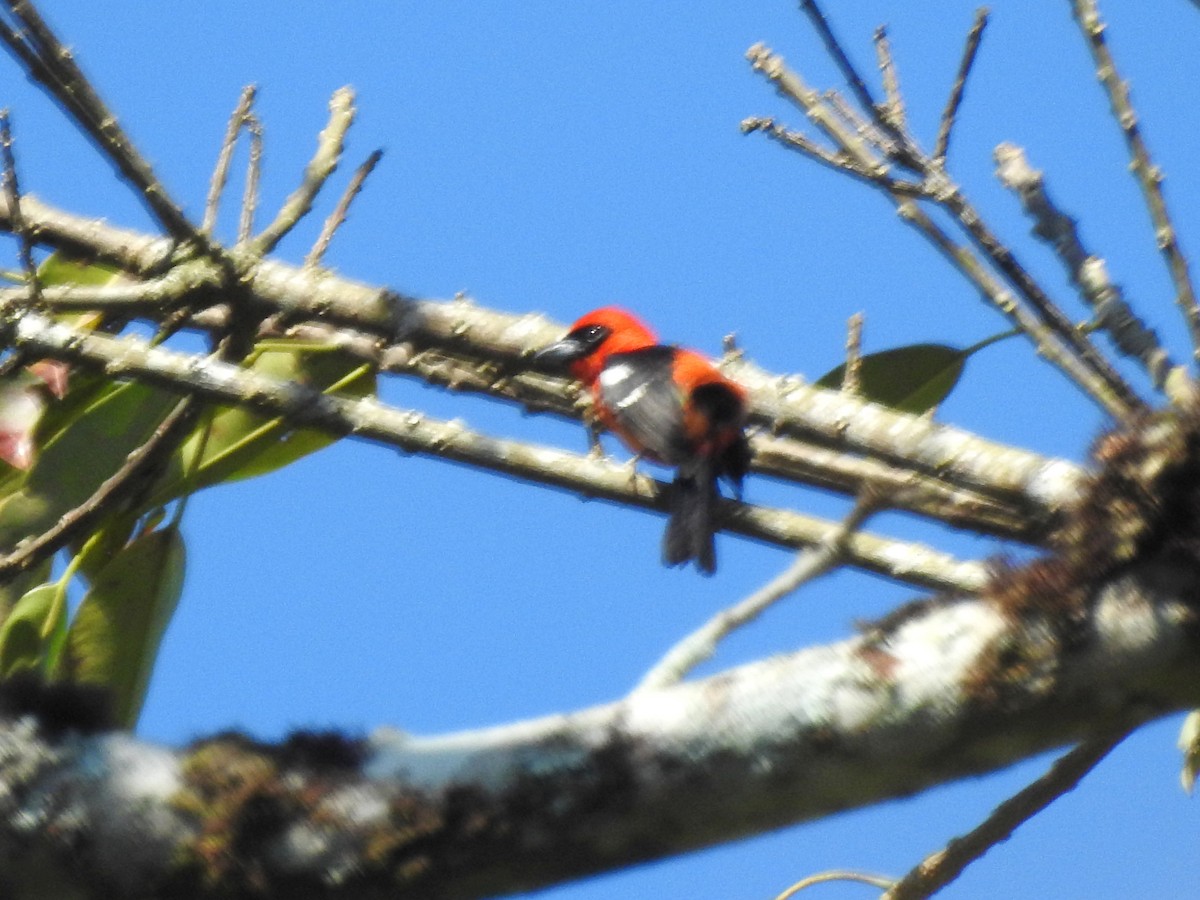 White-winged Tanager - ML217023971