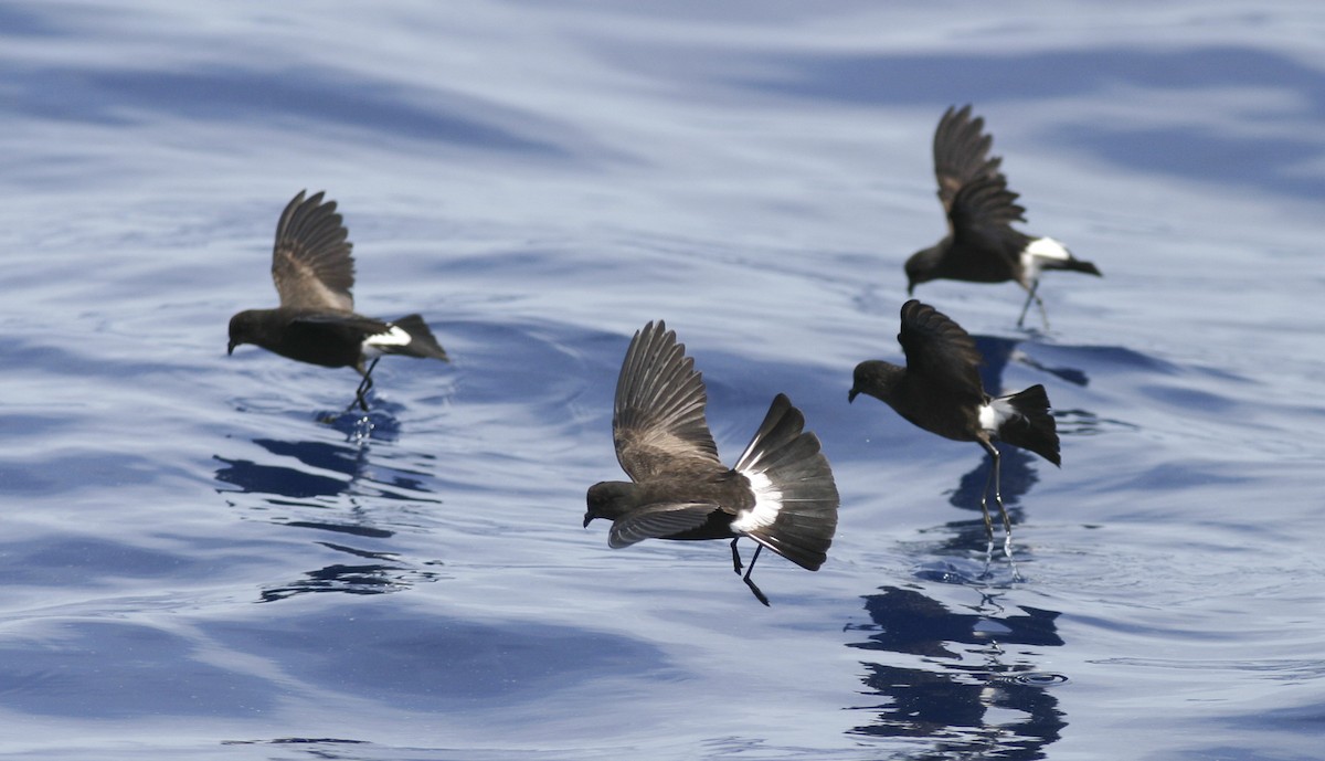 Wilson's Storm-Petrel - Brian Sullivan