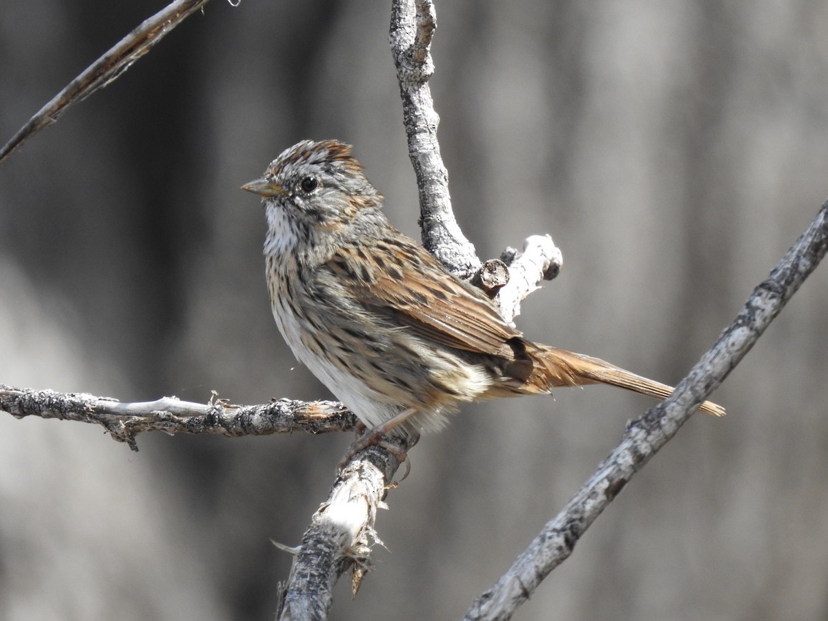 Lincoln's Sparrow - H.M. Hofling