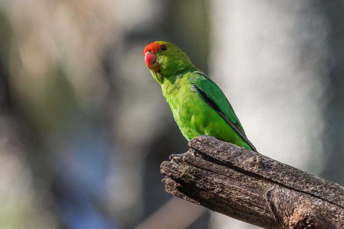 Black-winged Lovebird - ML217027261