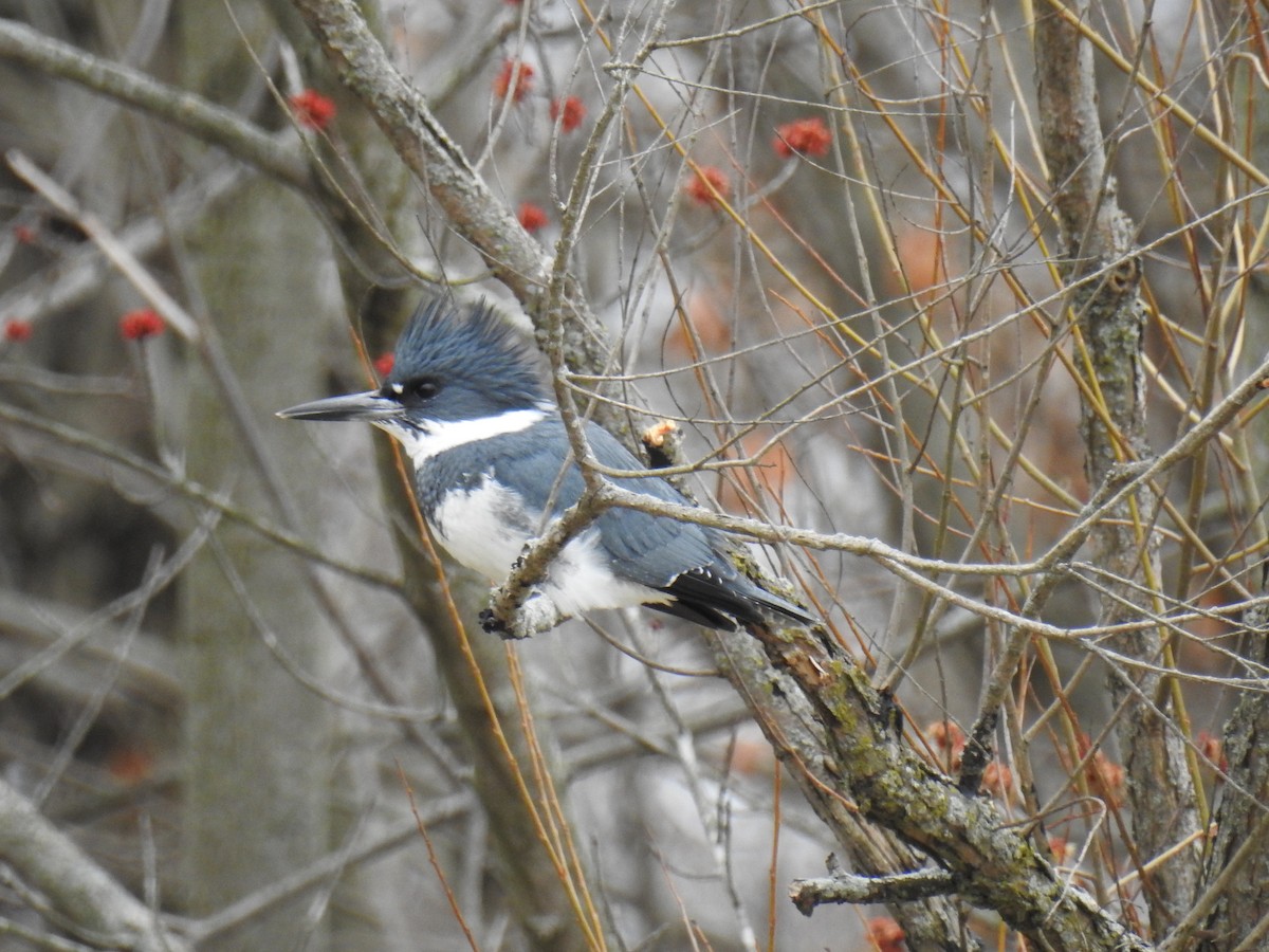 Belted Kingfisher - ML217027331