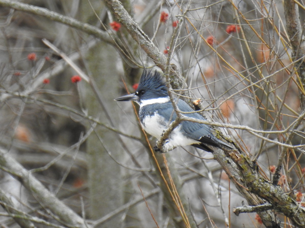 Belted Kingfisher - ML217027401