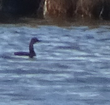 Pied-billed Grebe - ML21702891