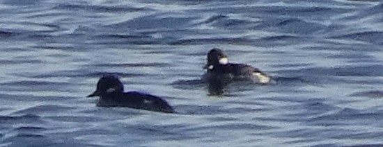 Bufflehead - ML21702941