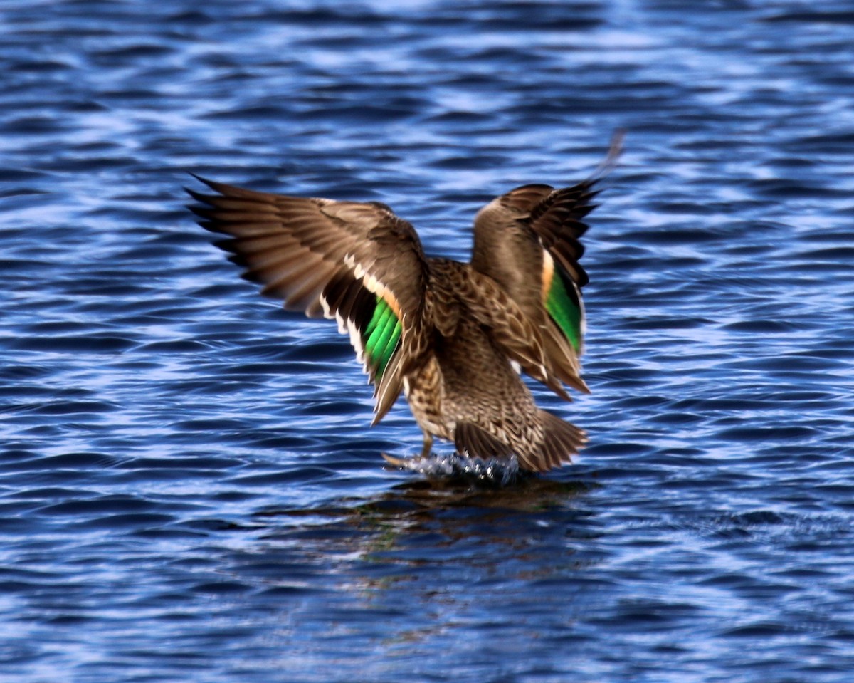Green-winged Teal - ML21703051