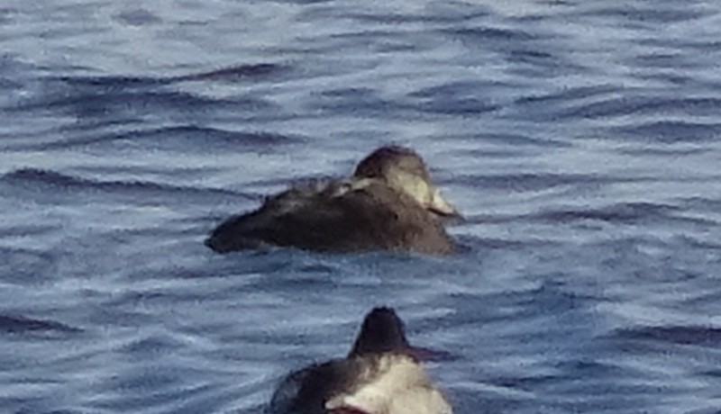 American Black Duck - ML21703191