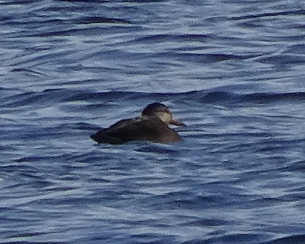 American Black Duck - ML21703221