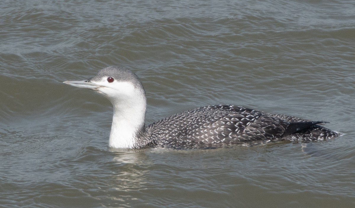 Red-throated Loon - ML217032731