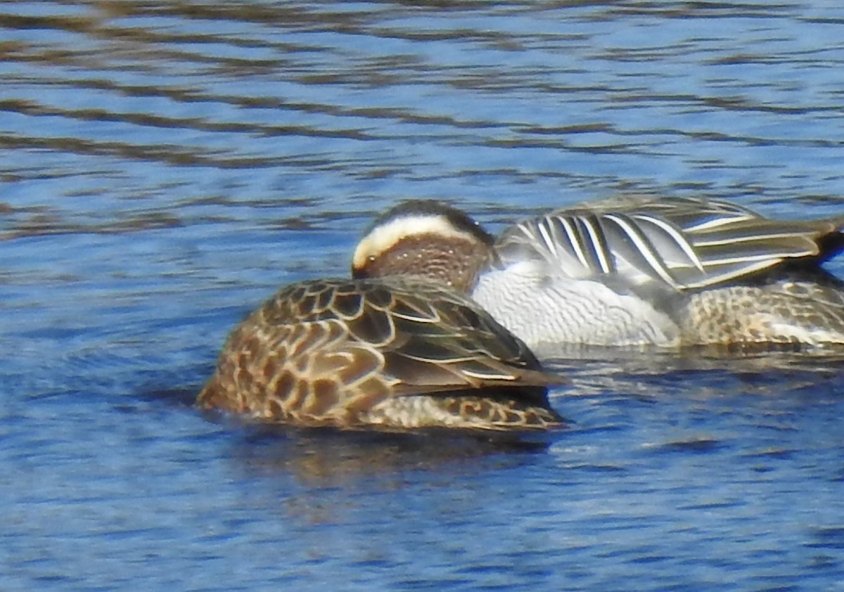 Garganey - ML217034071