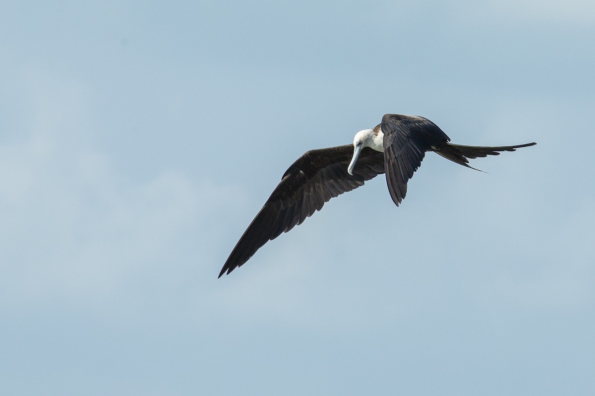 Magnificent Frigatebird - ML217034961