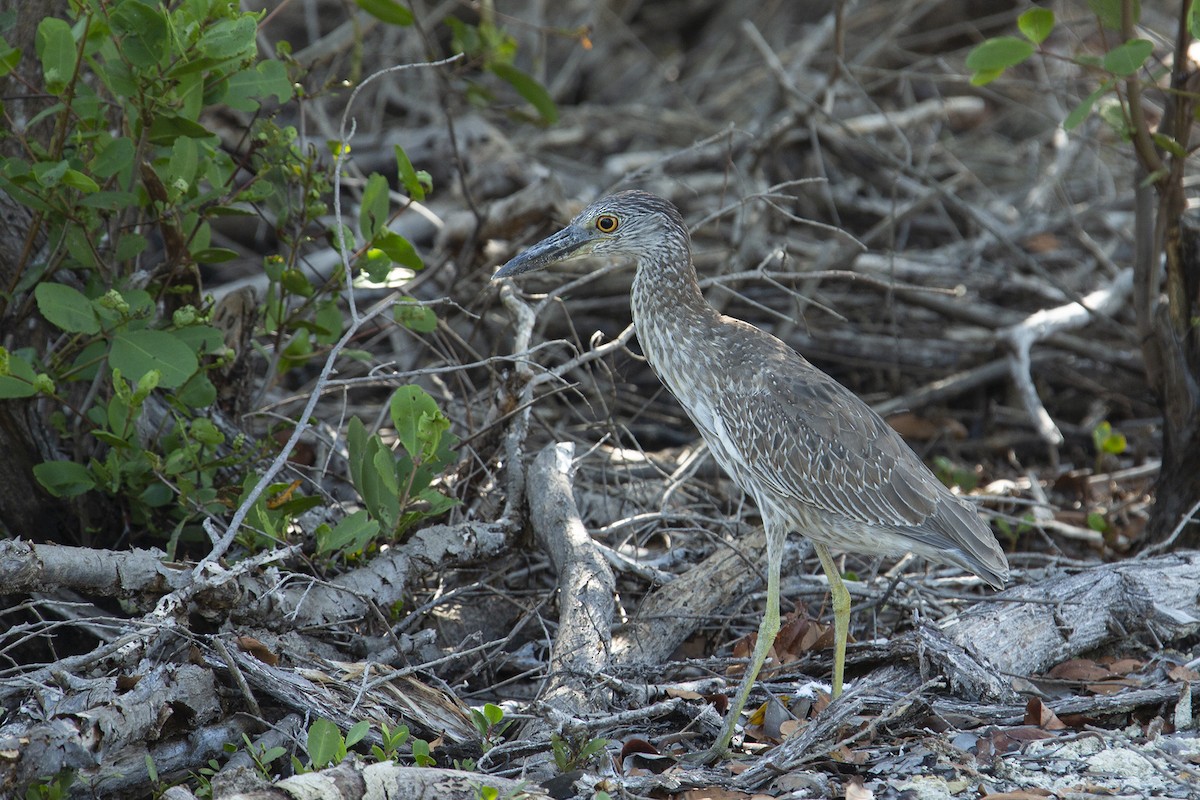 Yellow-crowned Night Heron - Joshua Covill