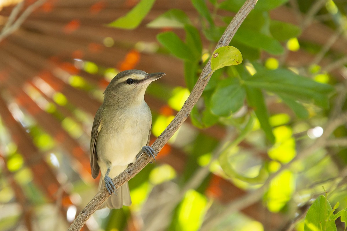 Yucatan Vireo - ML217035621