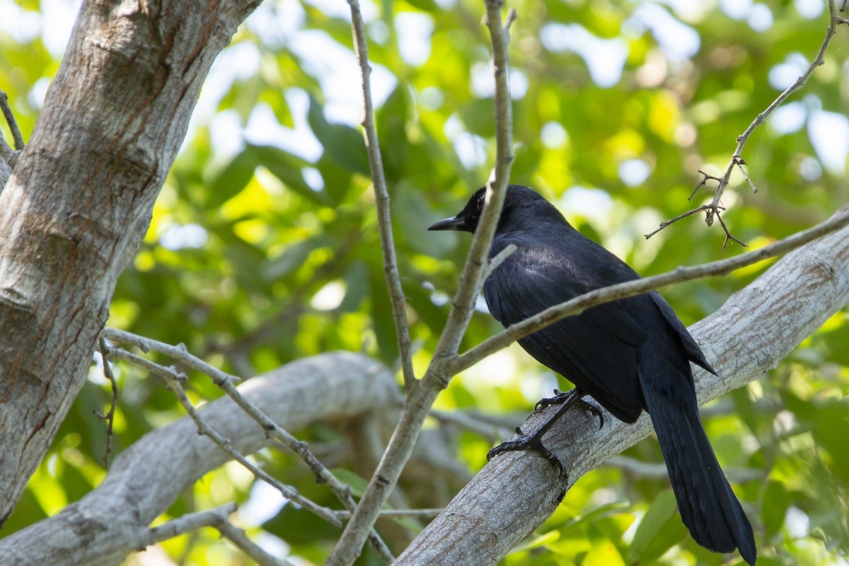 Black Catbird - ML217035691