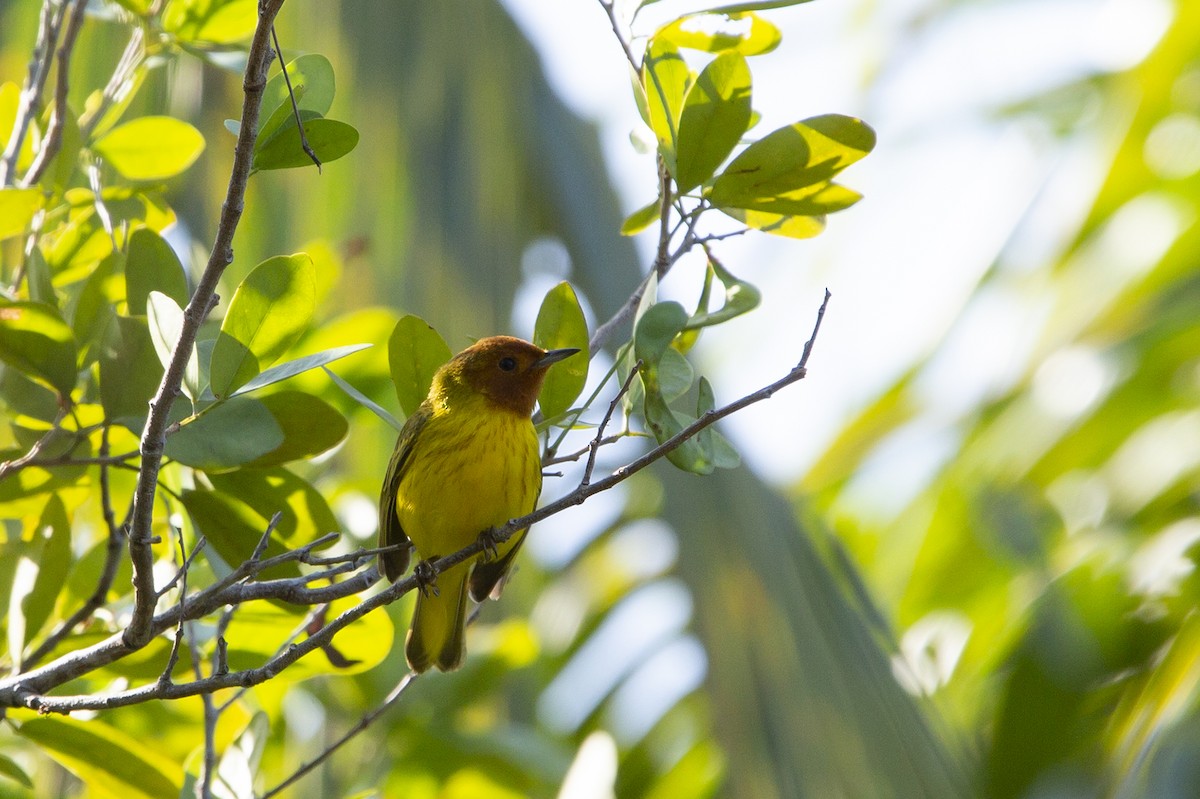 Yellow Warbler (Mangrove) - Joshua Covill
