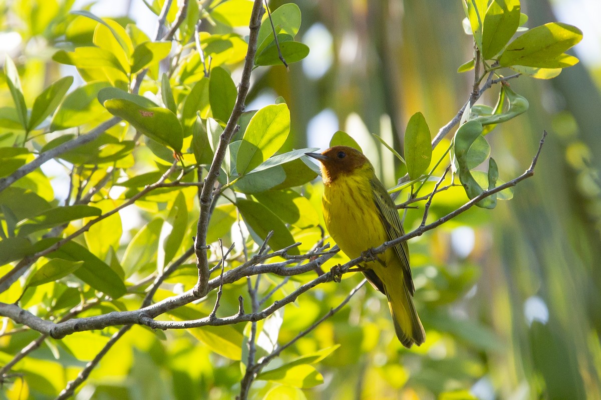 Yellow Warbler (Mangrove) - Joshua Covill