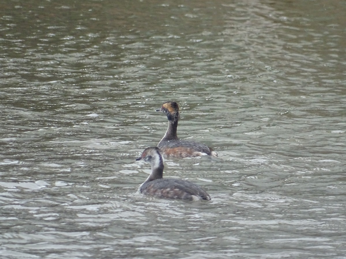 Horned Grebe - ML217036001