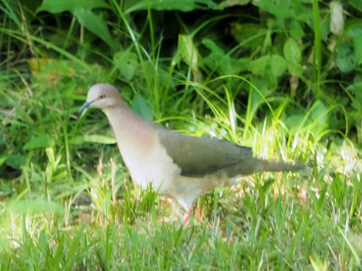 White-tipped Dove (White-tipped) - ML217037611
