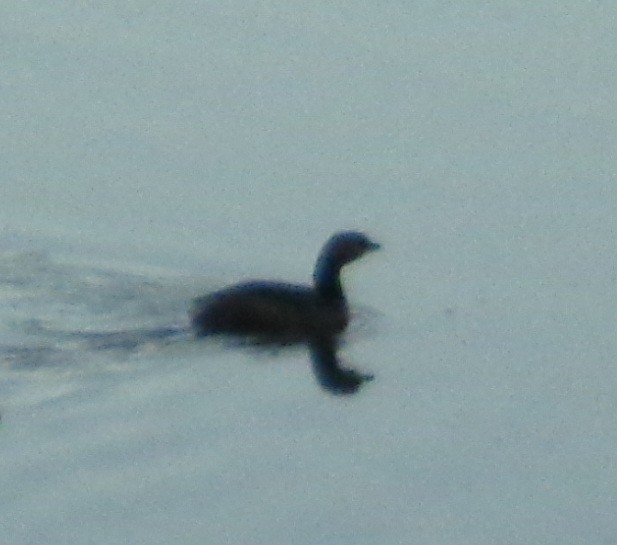 Pied-billed Grebe - LynnErla Beegle