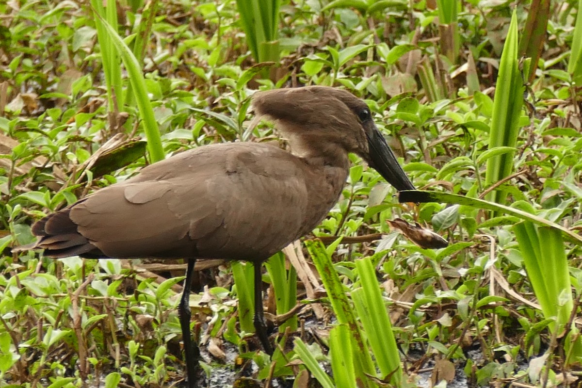 Hamerkop - ML217040941