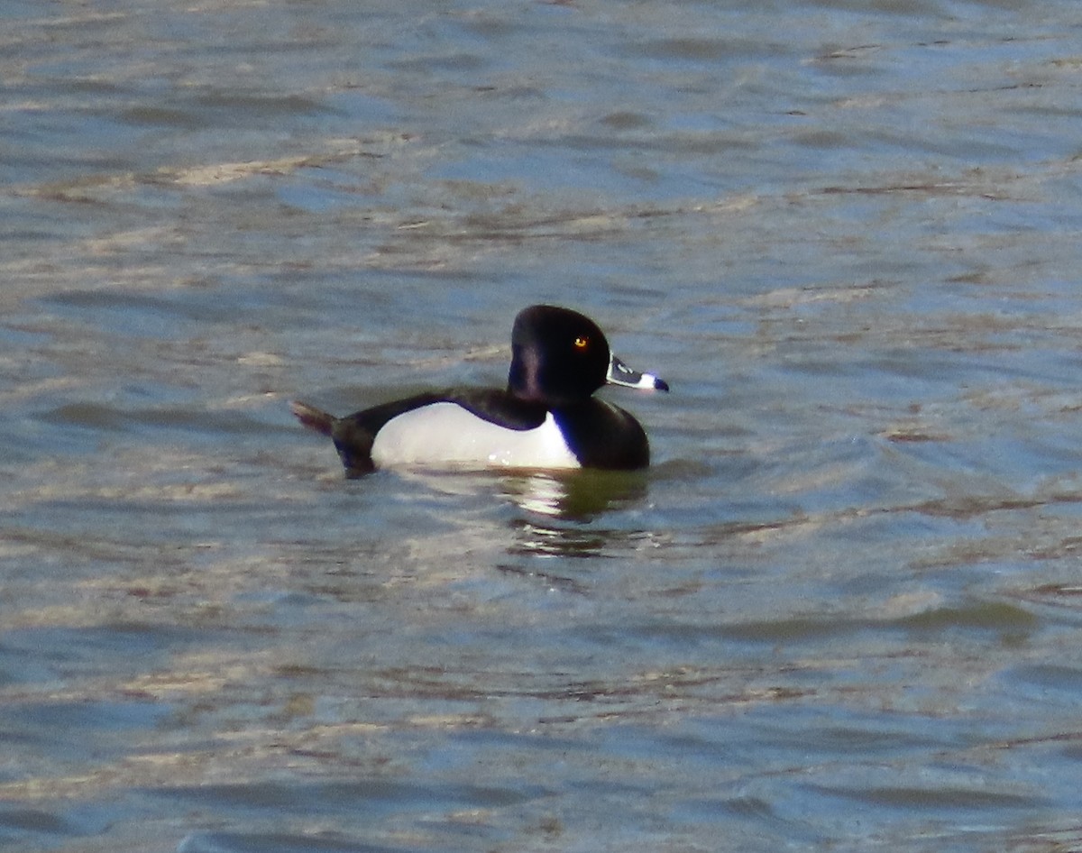 Ring-necked Duck - Susan Ells